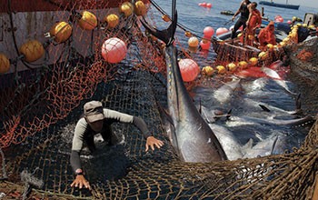 Appello-Confeuro-pesca