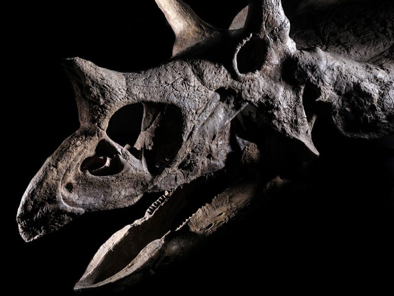 Il-cranio-di-Triceratops-del-peso-di-318-kg-restaurato-da-ZOIC-consegnato-in-una-galleria-di-Dallas-grazie-alla-cura-esperta-di-Rhenus-Logistics_Crediti-Vincent-Fournier