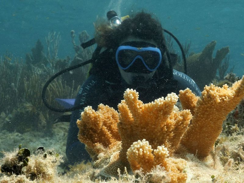 L’iniziativa-di-Msc-Foundation-per-il-trapianto-di-coralli-alle-Bahamas-com1