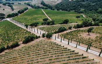 MAREMMA-TERRITORIO-vigneti-del-Morellino2