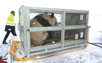 Panda-DHL
