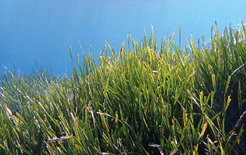 Posidonia_oceanica