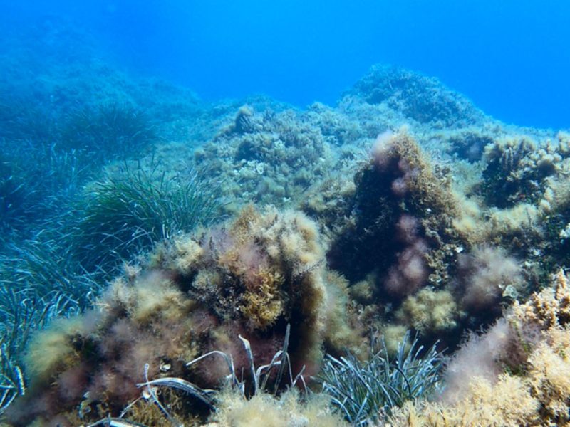 Un-fondale-marino,-la-ricerca-degli-studiosi-pisani-mette-al-centro-lo-studio-del-microbioma