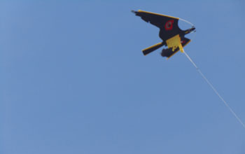 falco
