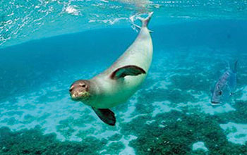 foca-monaca3