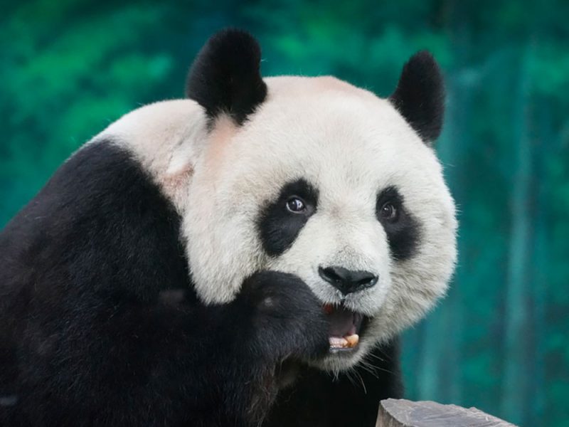 il-panda,-uno-degli-animali-in-testa-a-tutte-le-classifiche-di-fascino-e-simpatia-animale-1grpe1