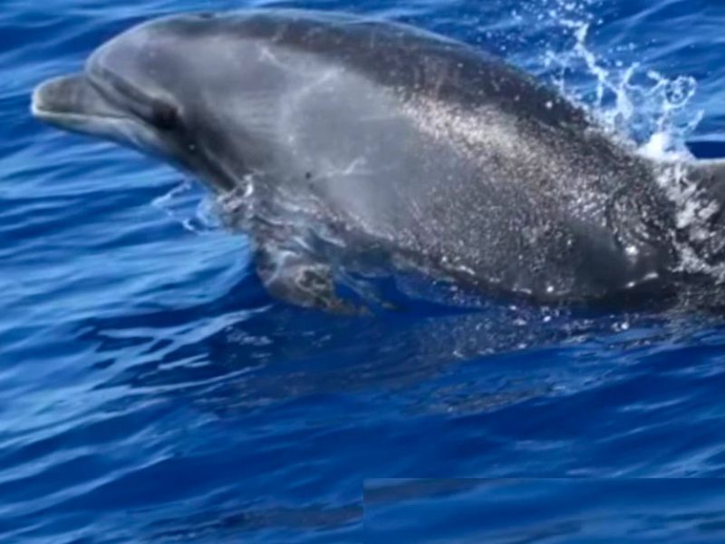 il-santuario-Pelagos-ospita-numerose-specie-di-mammiferi-marini-1y