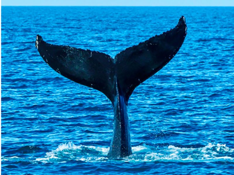 la-coda-di-una-balena-emerge-dal-mare-1grpe1