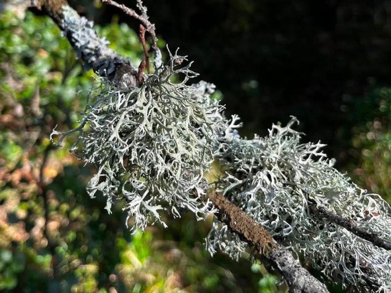 licheni-utilizzati-per-il-biomonitoraggio-degli-inquinanti-in-studio-di-Univ-Siena-e-Ingv