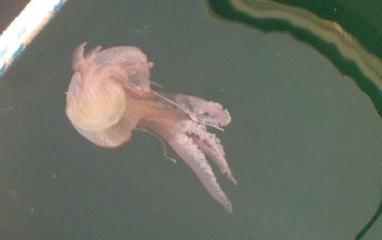 medusa-nottiluca