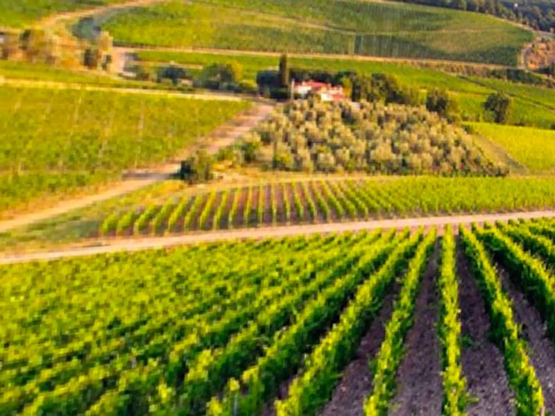 nel-paesaggio-toscano-spiccano-i-vigneti
