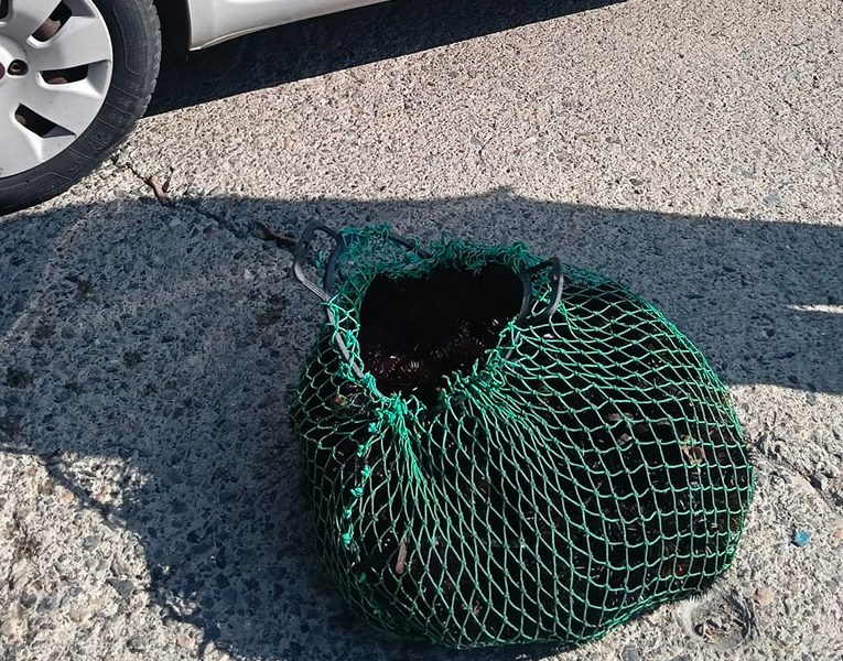 ricci-di-mare-sequestrati-dall-ufficio-locale-marittimo-della-Guardia-Costiera-com1