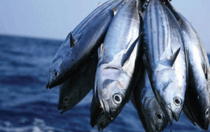 Chiusa la pesca al tonno rosso