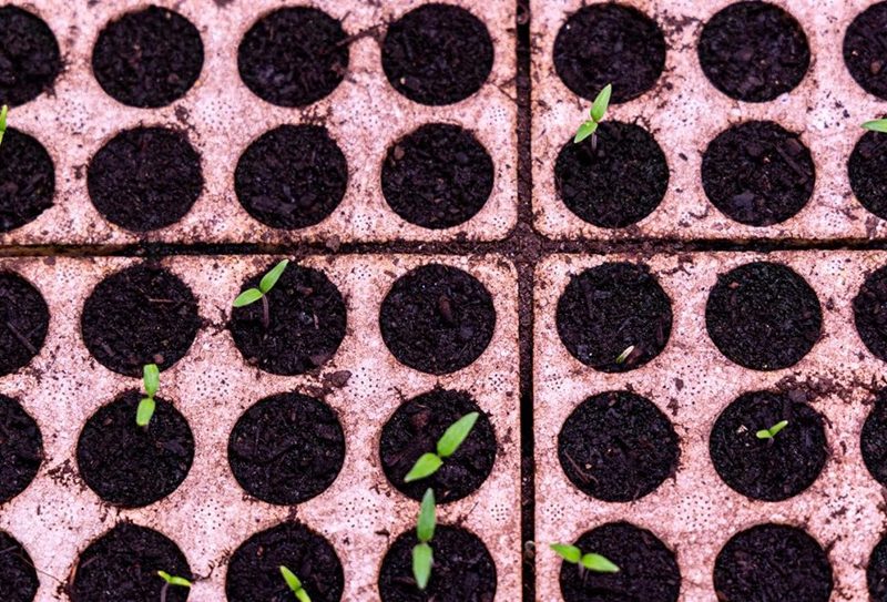 università pisa e Sant Anna – esperimento su proteina salvavita sit1